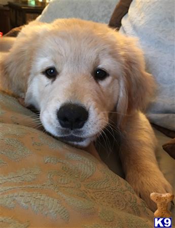 Rivervalleygoldens Picture 3